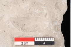 Foto (Detailansicht) von Dictyopteris brongniarti Gutb. (NHMW-GEO-2024-0188-10767)